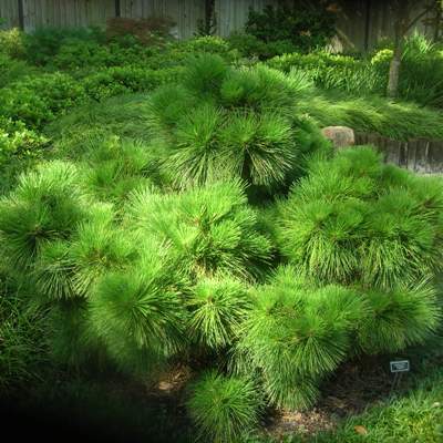 Thunderhead Japanese Black Pine